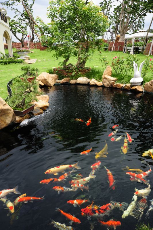 Attracts Wildlife and Nature